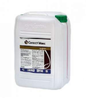 Селест Макс